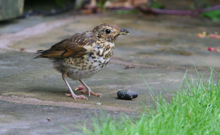 The slug-eating thrush