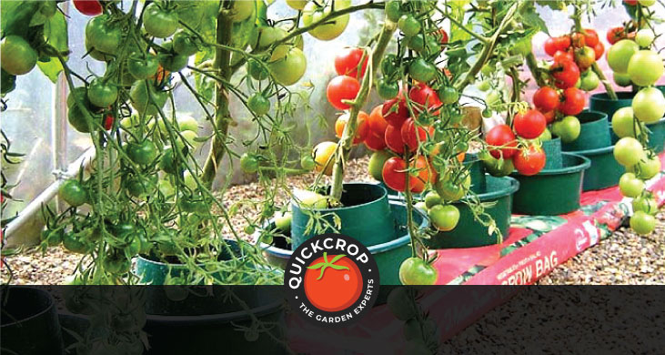 Tomatoes growing in containers - header image