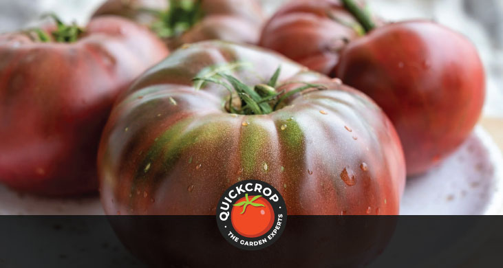 Beefsteak tomatoes - tomato header