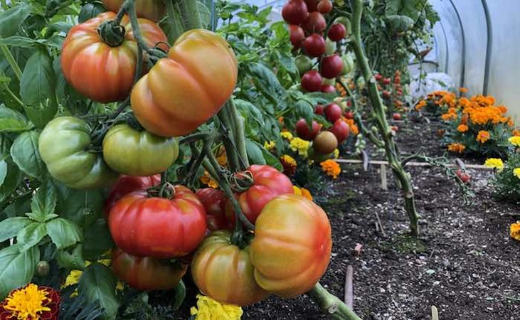 Tomato marmande in the polytunnel