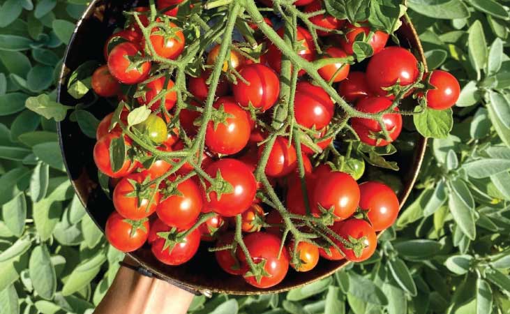maskotka tomatoes on a vine