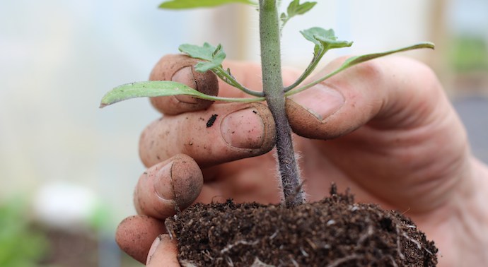 How deep to plant tomato seedlings