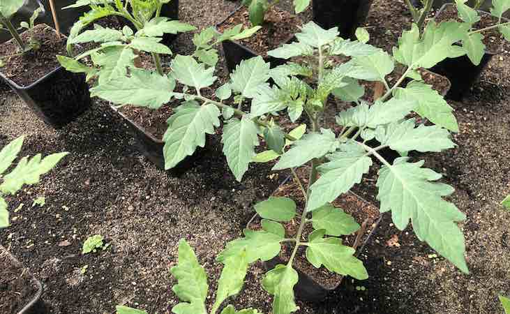 Tomato plants in 12cm pots