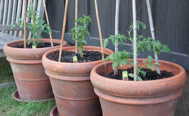 Pots and containers for tomato plants