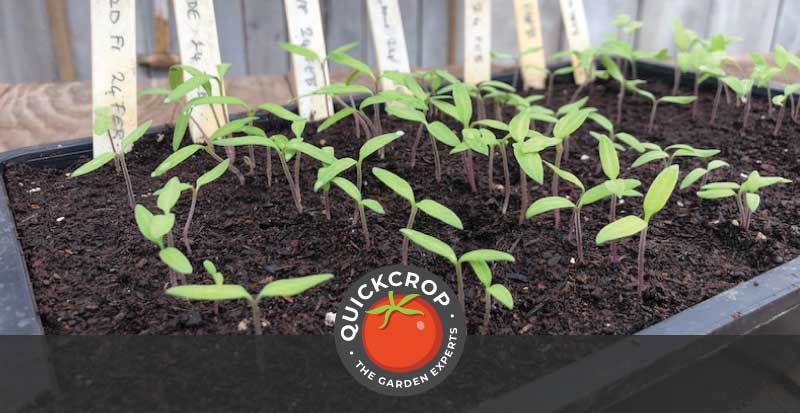 Tomato seedlings - header image 