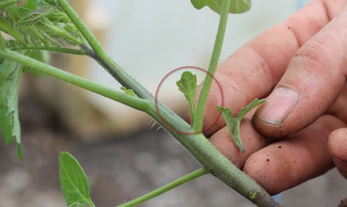 Identify tomato side shoot
