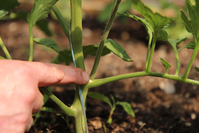 Pointing out tomato sideshoots