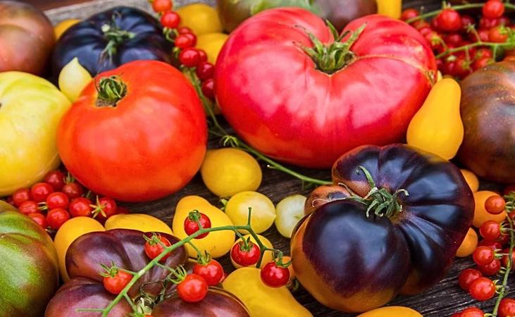 a multi-coloured variety of tomatoes
