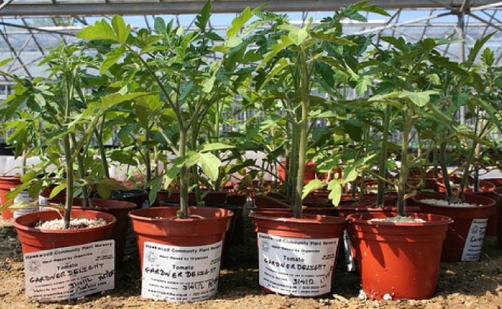 tomatoes growing in pots