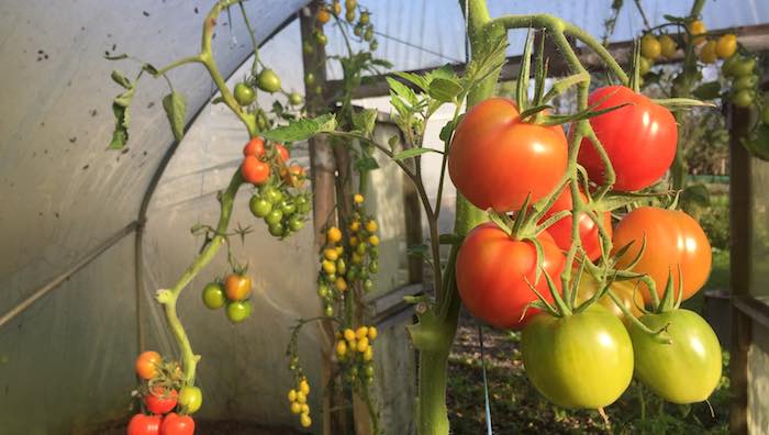 Tomatoes in the polytunnel in october