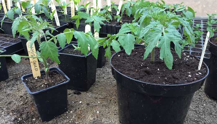 Tomato plants in pots