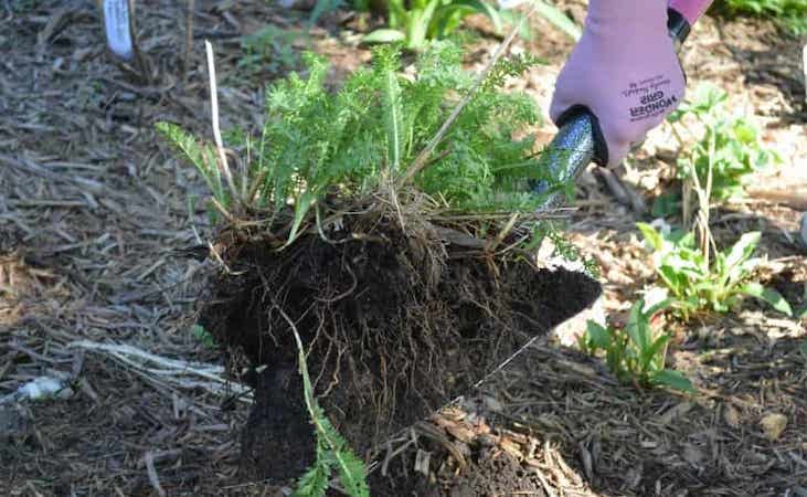 transplanting perennials with a good helping of soil