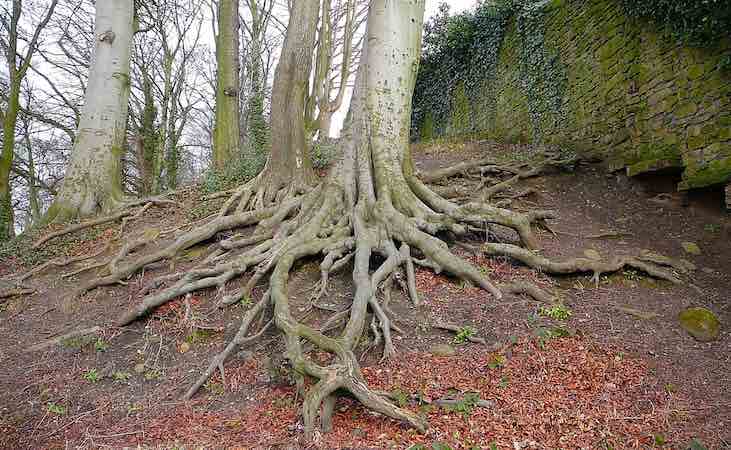 tree roots at the surface