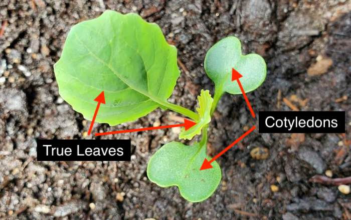 True Leaves & Cotyledons