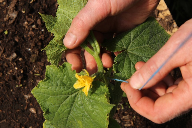 Winding support string around a courgette stem