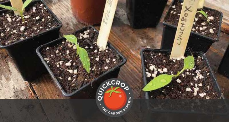 seedlings in pots - april vegetable garden header image