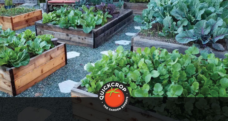 Crops in raised beds - header image