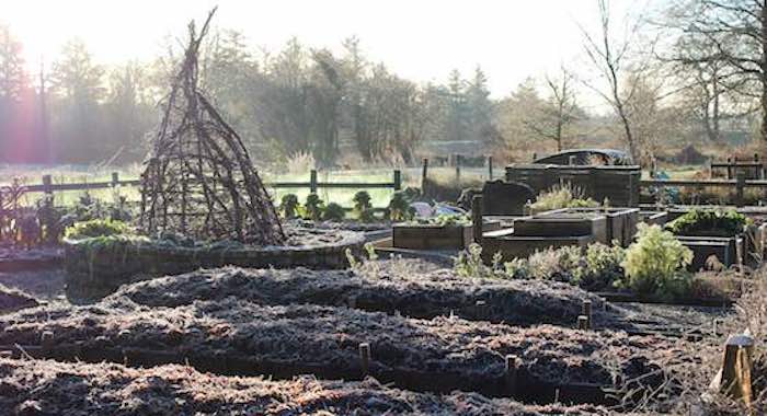 Vegetable garden on frosty december morning