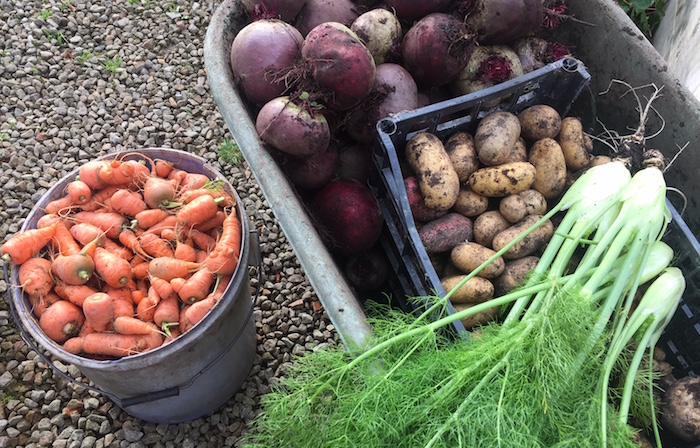 October harvest potatoes, beetroot, carrots, fennel
