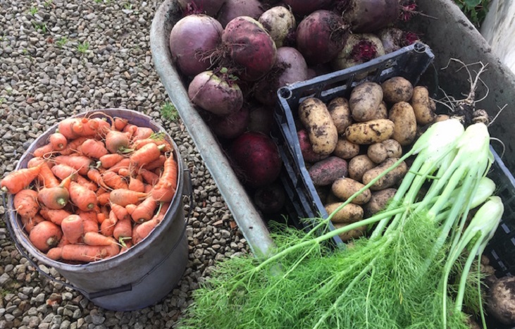 a healthy garden harvest