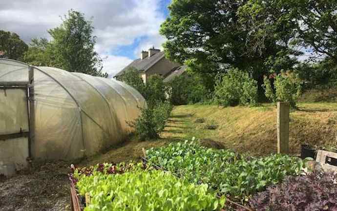 Vegetable seedlings in front of polytunnel