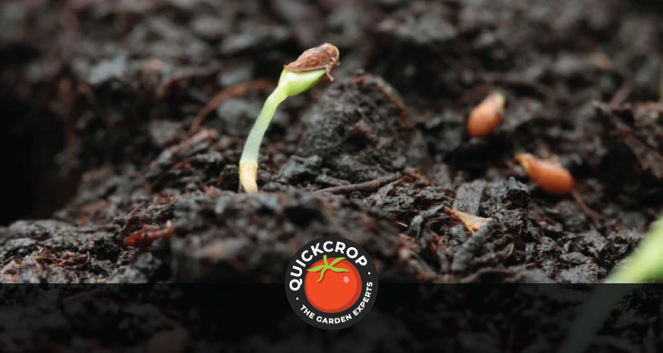seeds and seed germination header
