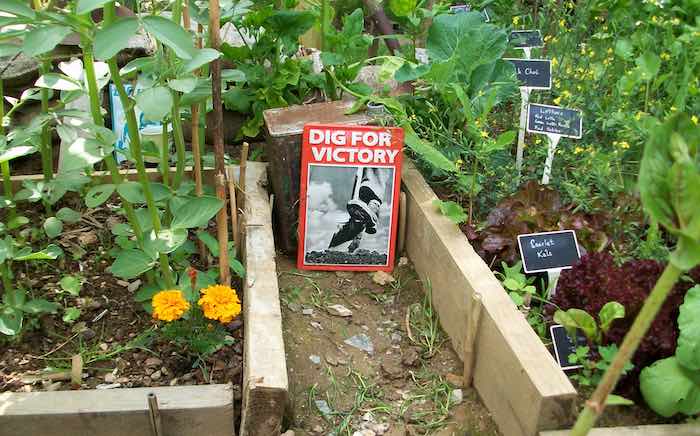 Victory garden salad crops