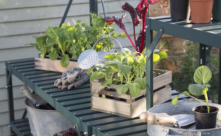 Greenhouse staging with pots and containers