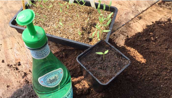 Bottle top waterer chilli seedling