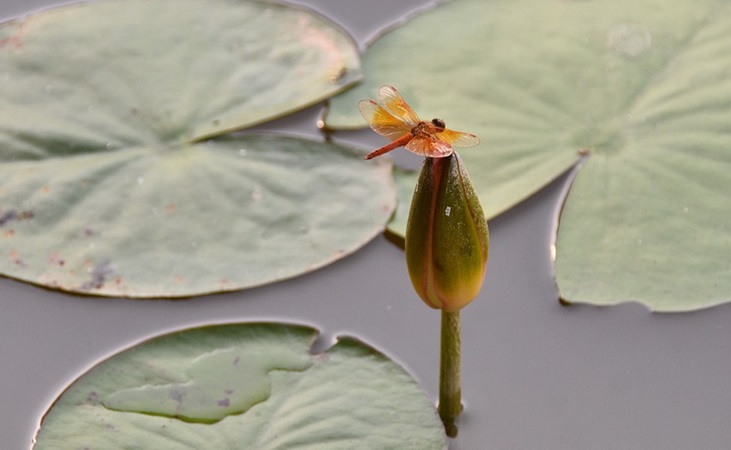 three water lily leaves on a pond with a dragon fly in the middle