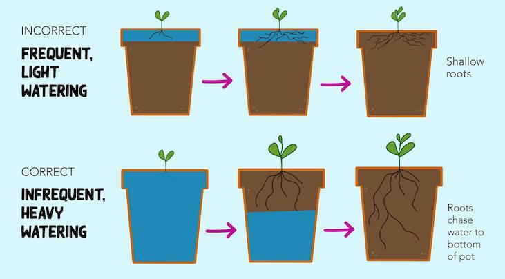 The best way to water plants in pots: a visual guide