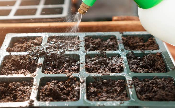 Watering seed compost