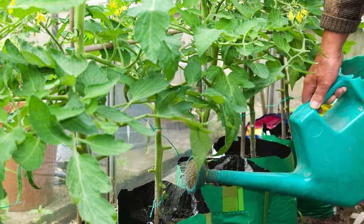 Watering tomato plants in containers with a watering can