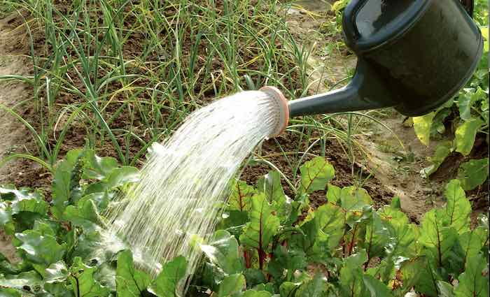 Watering vegetables watering can