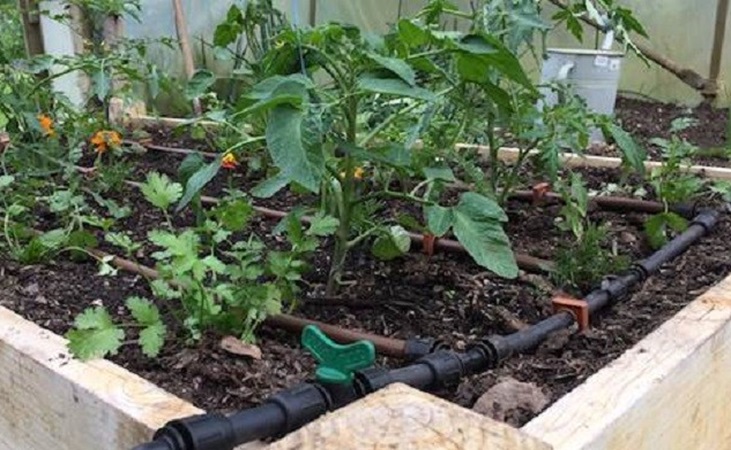 drip irrigation piping in a raised bed
