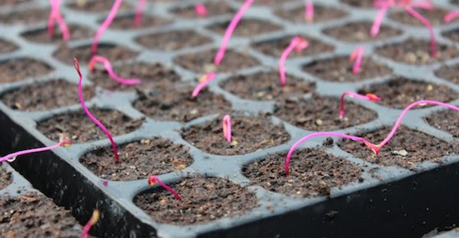leggy Beetroot seedlings