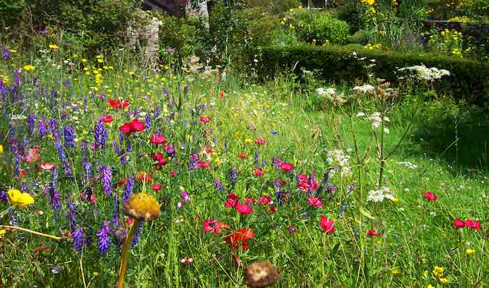 Wildlife meadow seeds