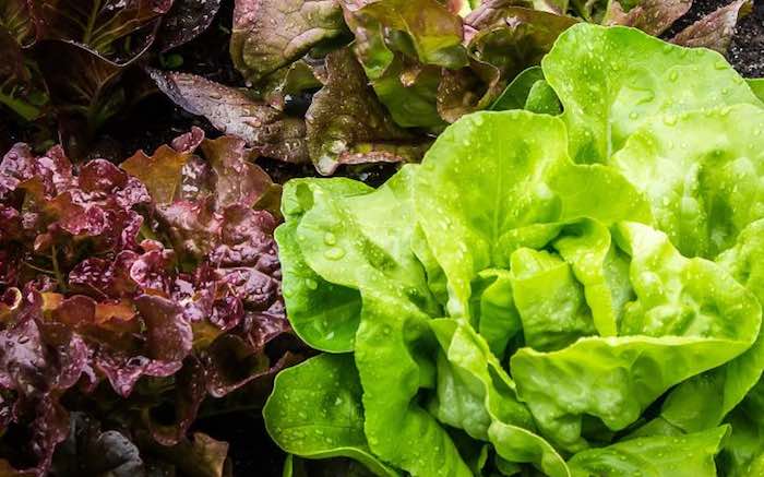 Winter lettuce polytunnel