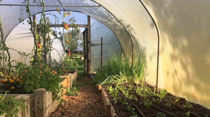 Winter slads planted in quickcrop polytunnel