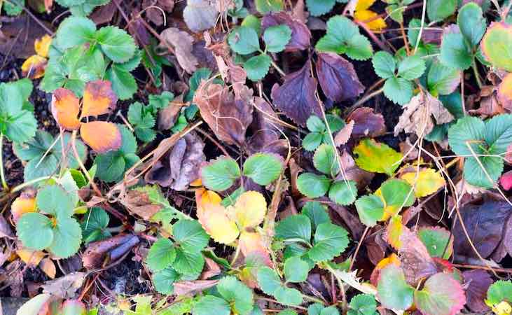 winter strawberry bed