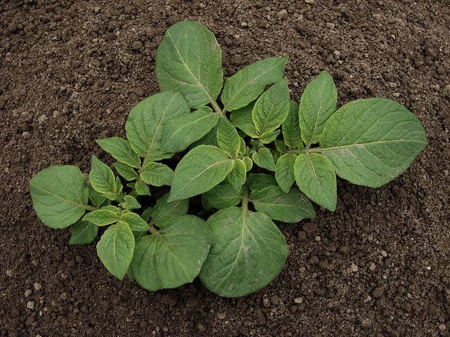 a young potato plant